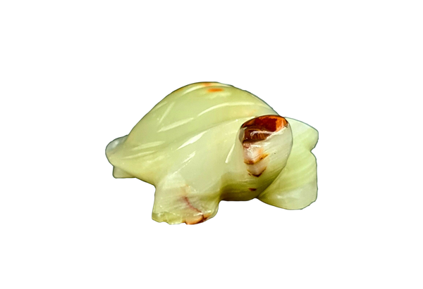 Onyx White Turtle with brown Head