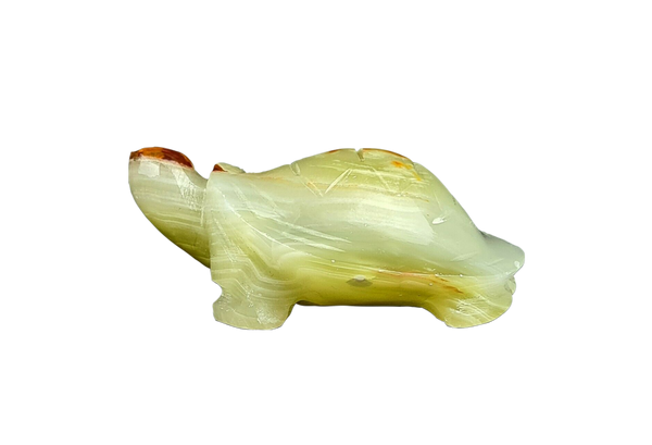 Onyx White Turtle with brown Head