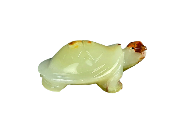 Onyx White Turtle with brown Head